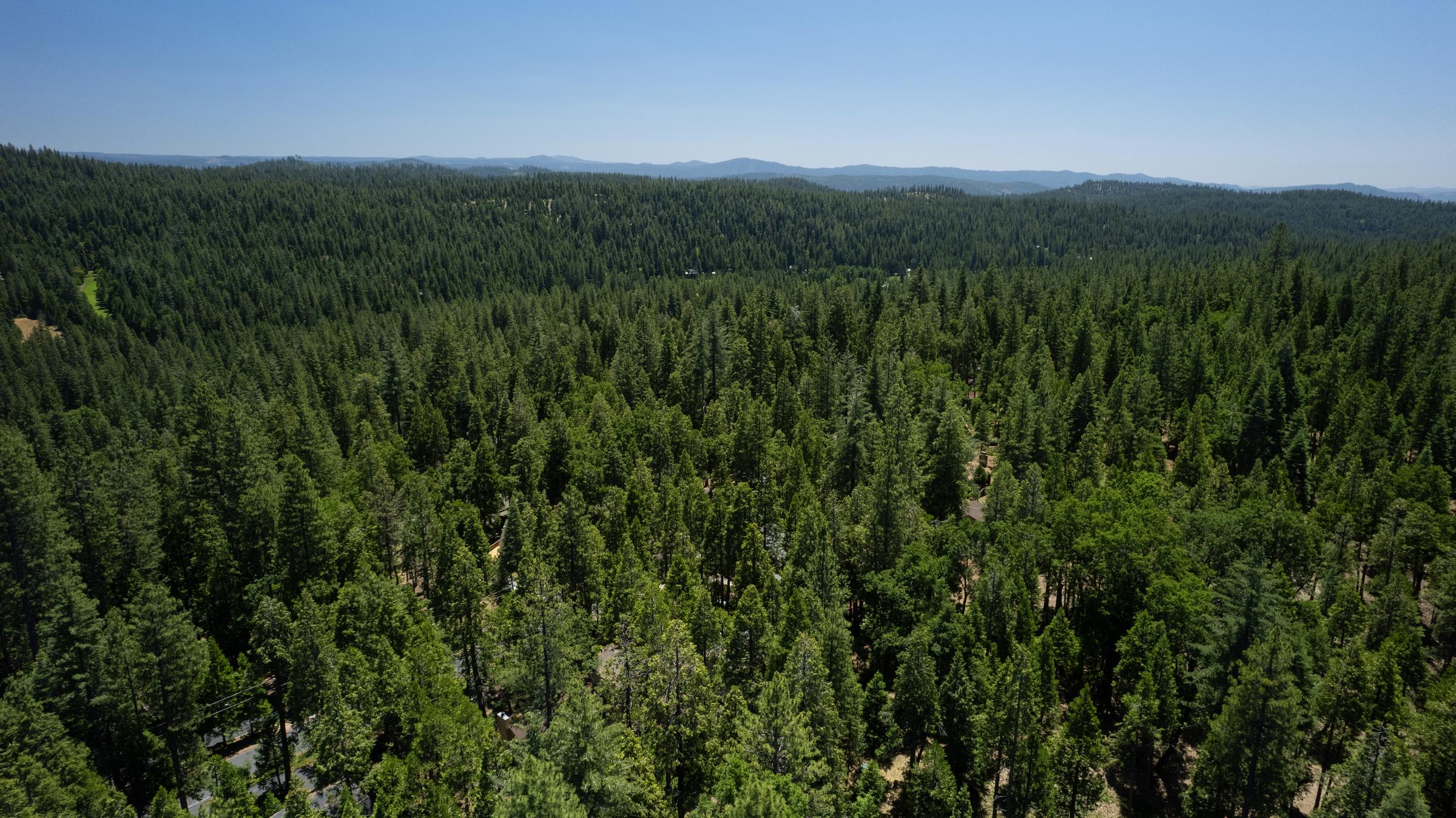 Forest from above
